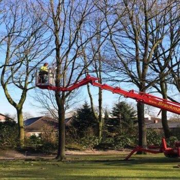Baupflege auf öffentlichen Anlagen, um die Bäume sicher undgesund zu halten.