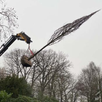 Baumpflanzung der Kran transportiert den Baum