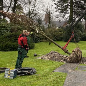 Baumpflanzung im Garten