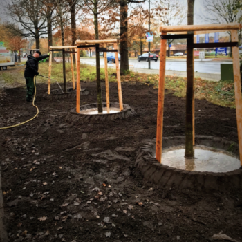 Quadrat Baumbewässerung mit Ring