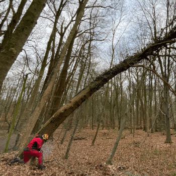 Quadrat-Baumfällung-im-Park