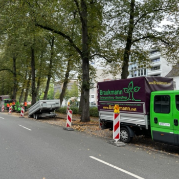 Braukmann Baumumfeldverbessserung Oldenburg am Stau Quadrat