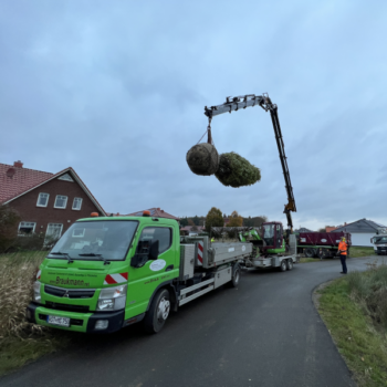 Hainbuche Pflanzung mit Kran